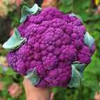 Coliflor Graffiti F1