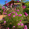 Cosmos Mezcla de Sensaciones