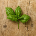 Albahaca Basil Genovés