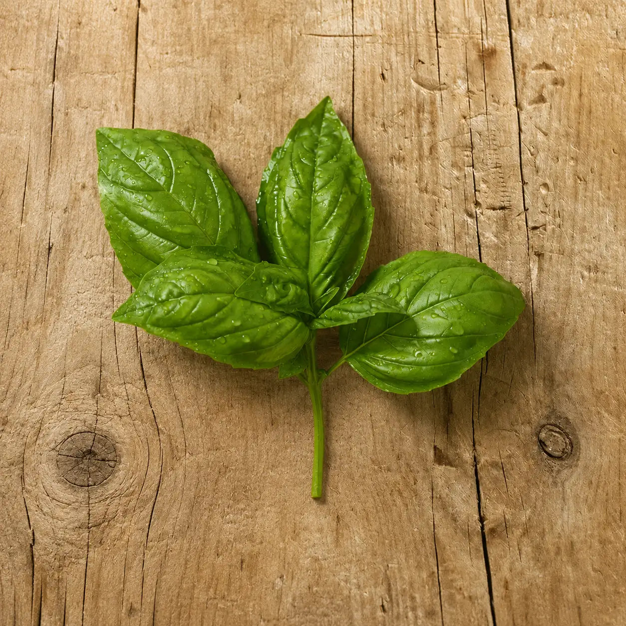 Albahaca Basil Genovés