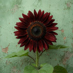 Girasol Chocolate