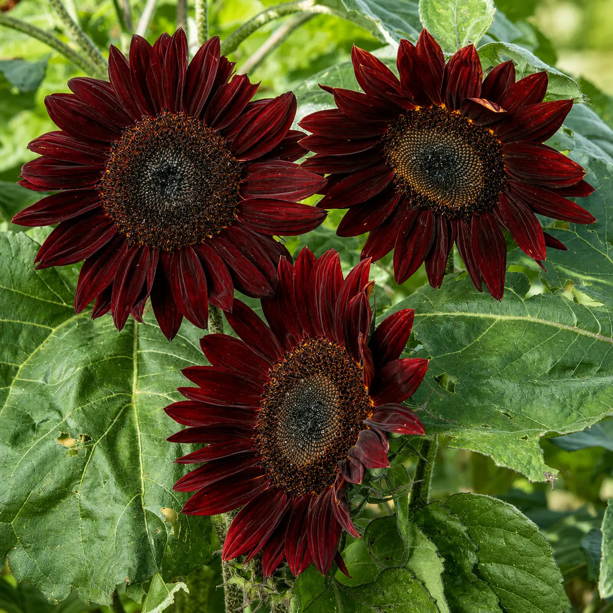 Girasol Chocolate
