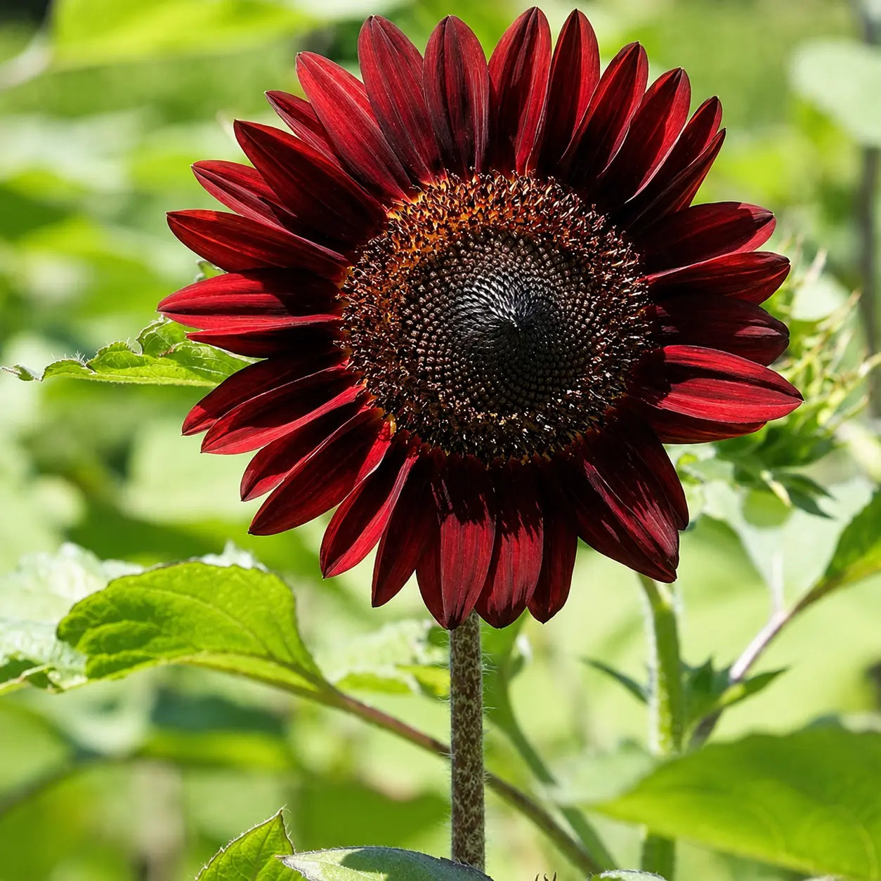Girasol Chocolate
