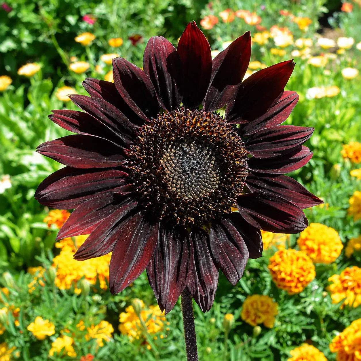 Girasol Chocolate