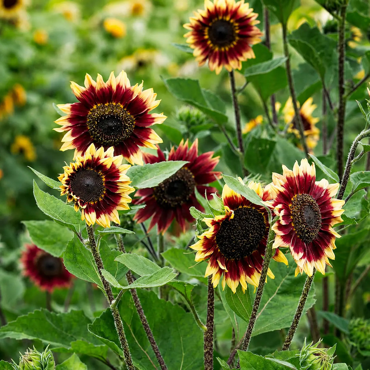 Girasol Florencia