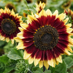 Girasol Florencia