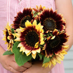 Girasol Florencia