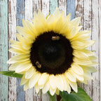 Girasol ProCut White Nite F1
