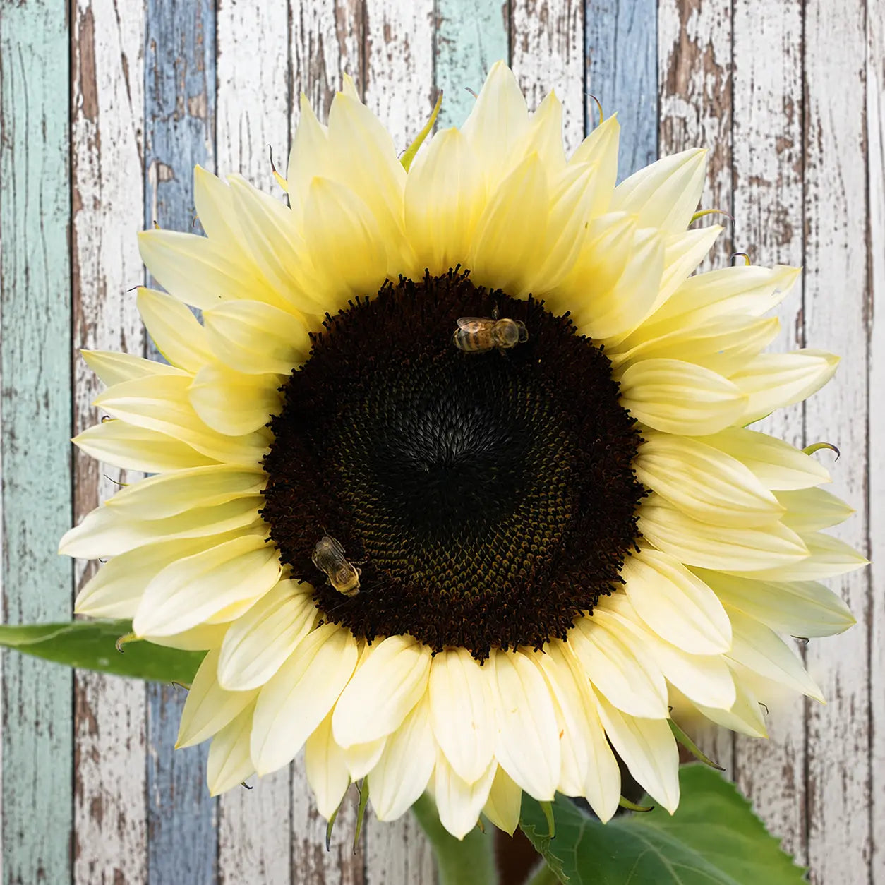 Girasol ProCut White Nite F1