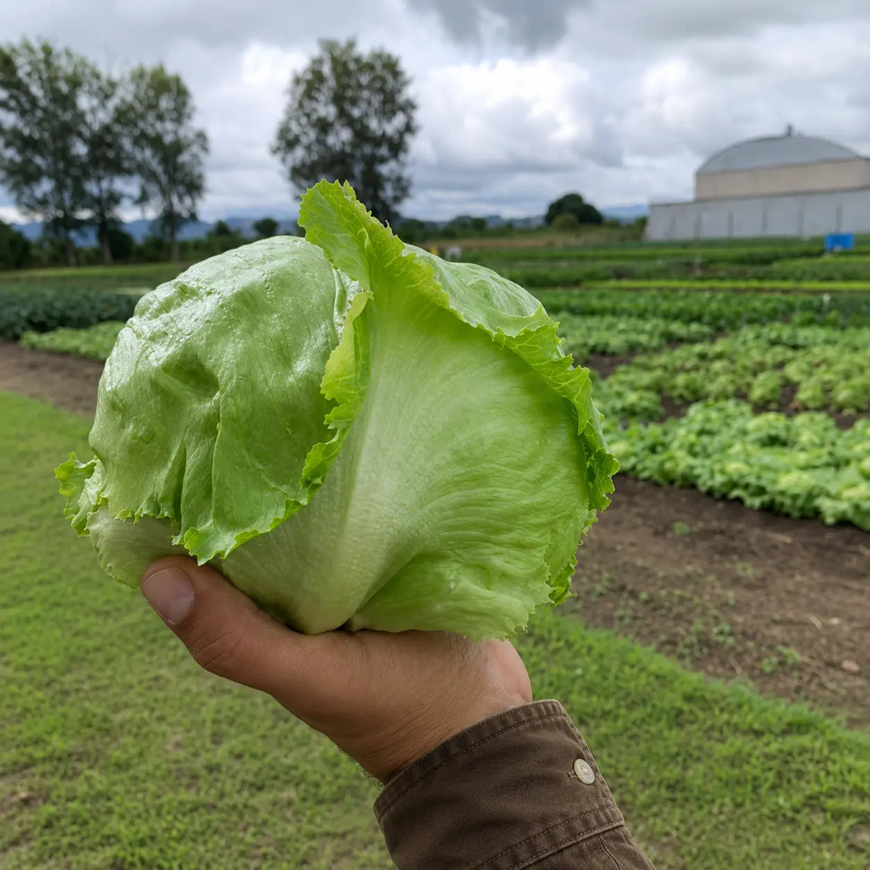 Lechuga Grandes Lagos