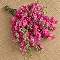 Larkspur QIS™ Rosa Carmín