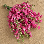Larkspur QIS™ Rosa Carmín
