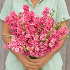 Larkspur QIS™ Rosa Carmín