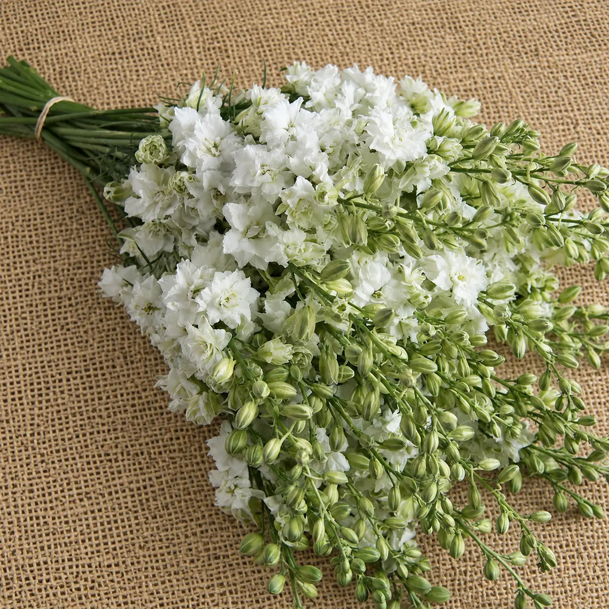 Larkspur QIS™ Blanco