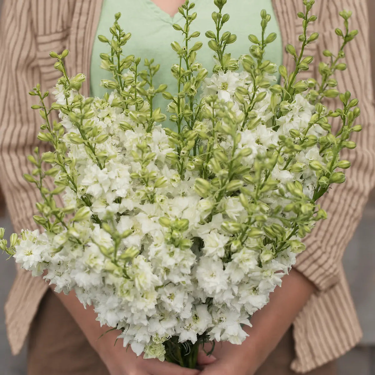 Larkspur QIS™ Blanco