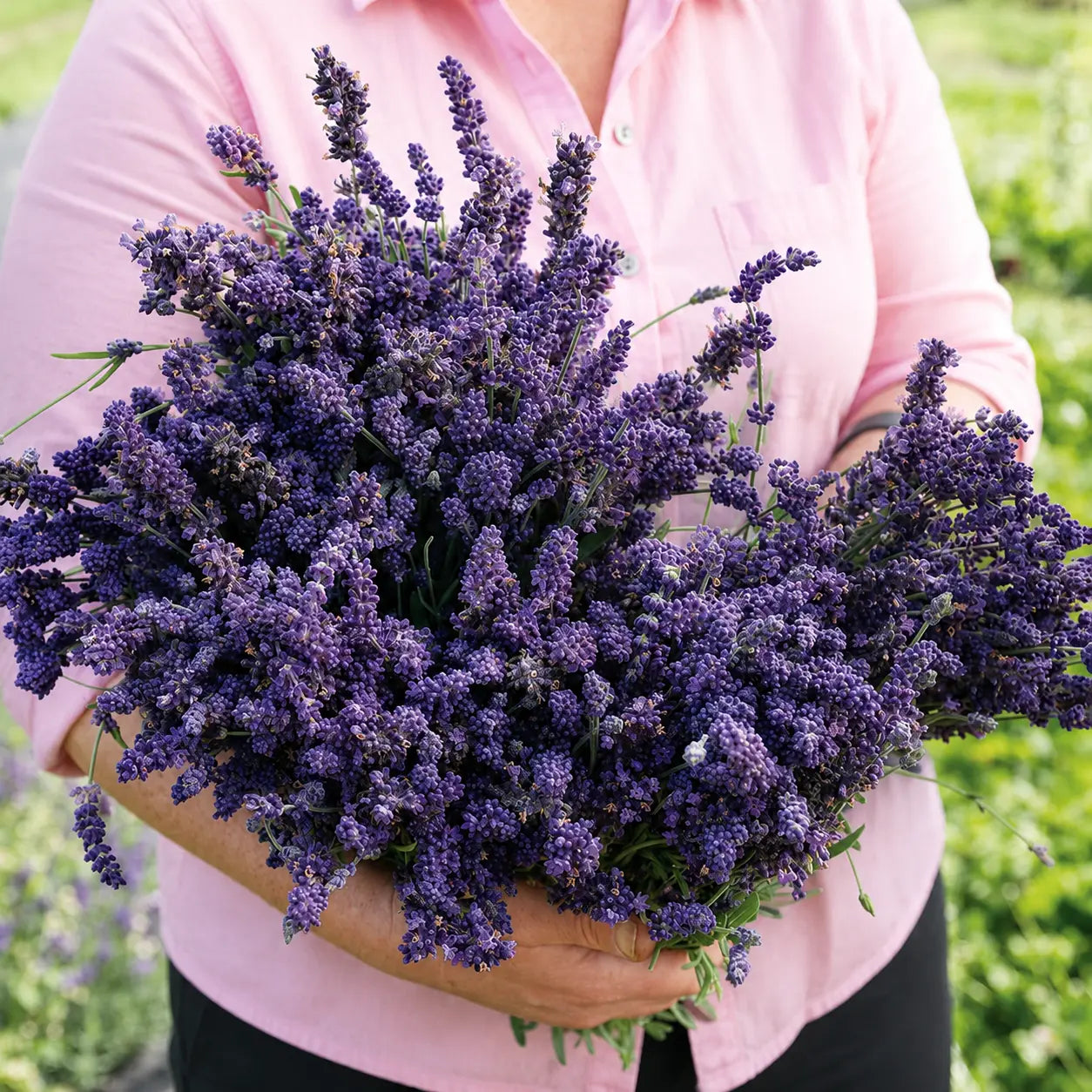 Lavanda Elegancia Púrpura