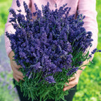 Lavanda Elegancia Púrpura