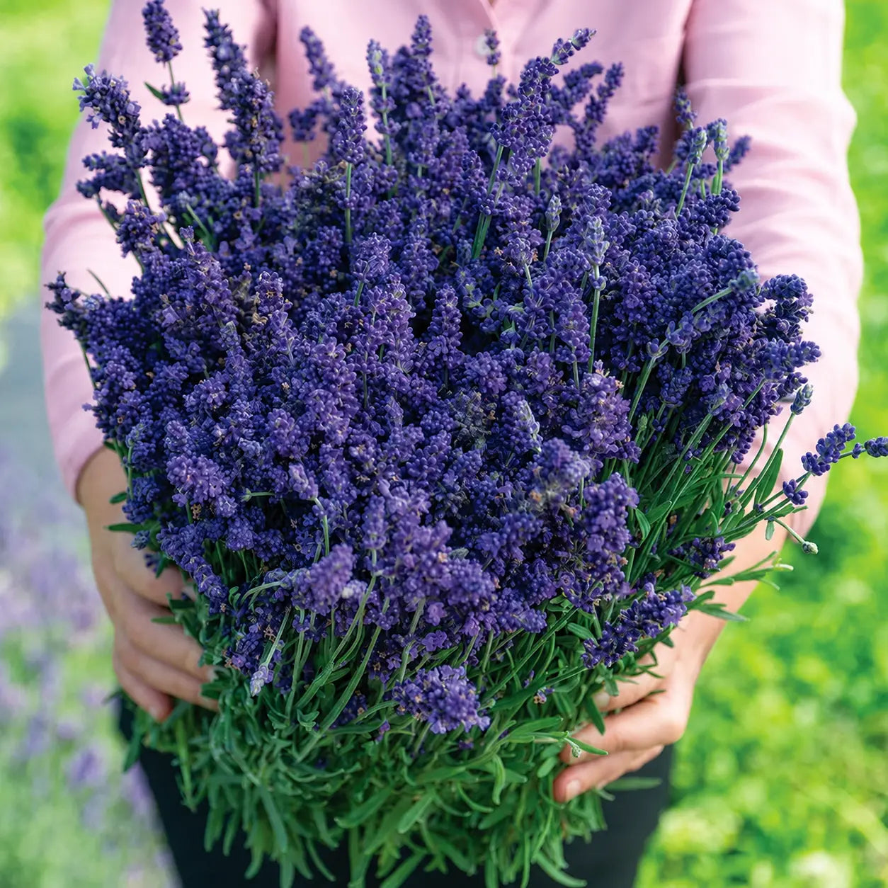 Lavanda Elegancia Púrpura
