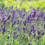 Lavanda Elegancia Púrpura