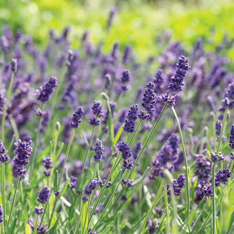 Lavanda Elegancia Púrpura