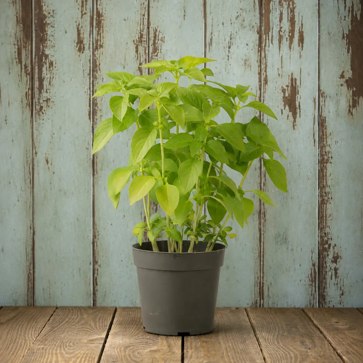 Albahaca Basil Mr lemon Burns