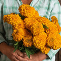 Marigold Coco™ Gold F1