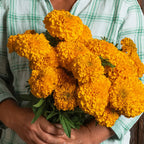 Marigold Coco™ Gold F1