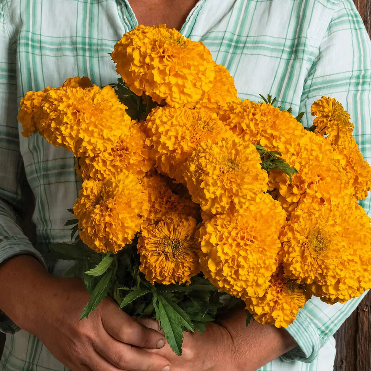 Marigold Coco™ Gold F1
