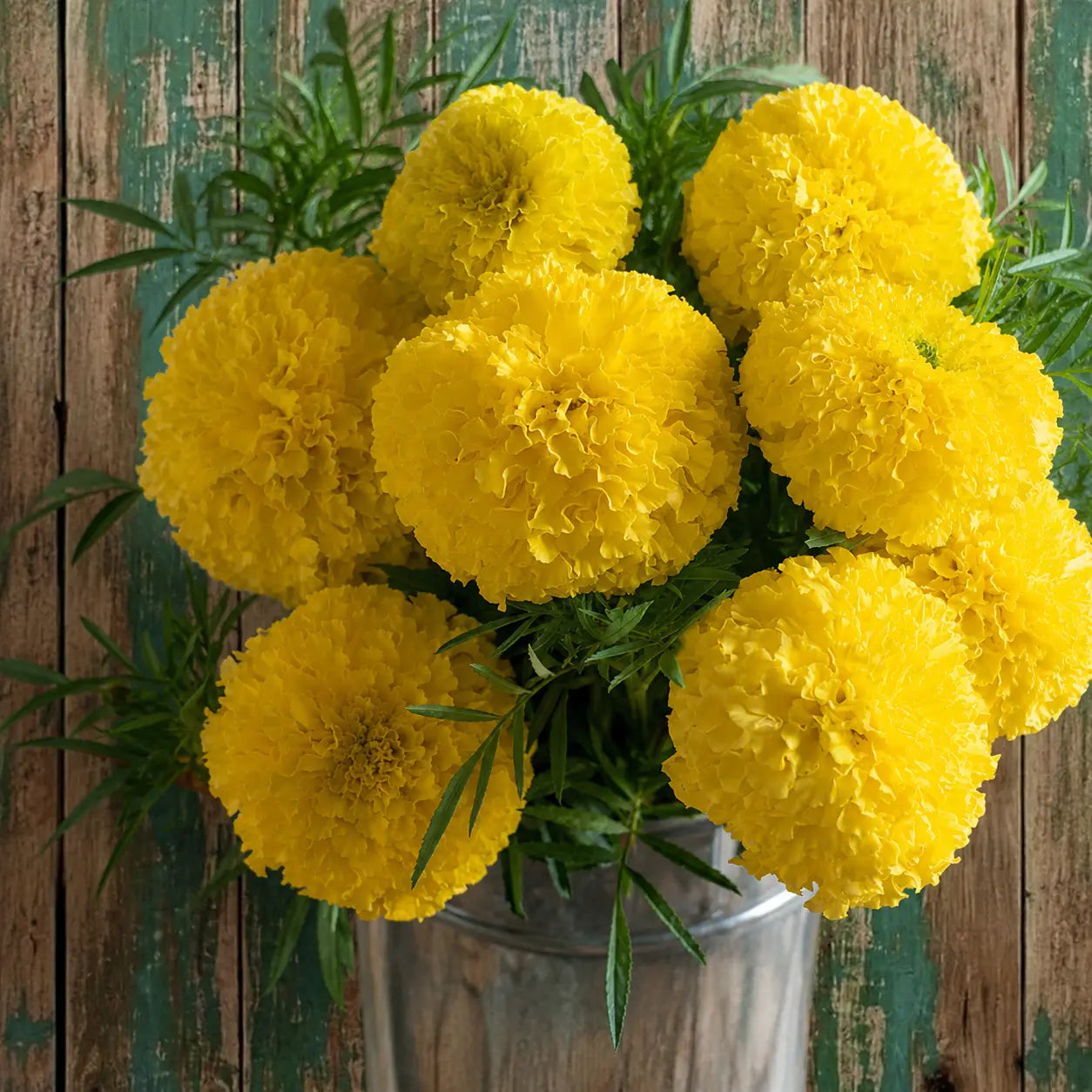 Marigold Amarillo gigante F1