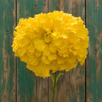 Marigold Amarillo gigante F1