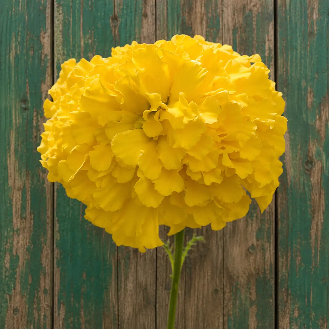 Marigold Amarillo gigante F1