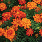 Marigold Durango Rojo