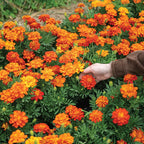 Marigold Durango Rojo