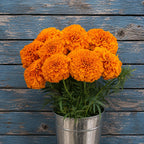 Marigold Naranja Tagetes Erecta Tall F1
