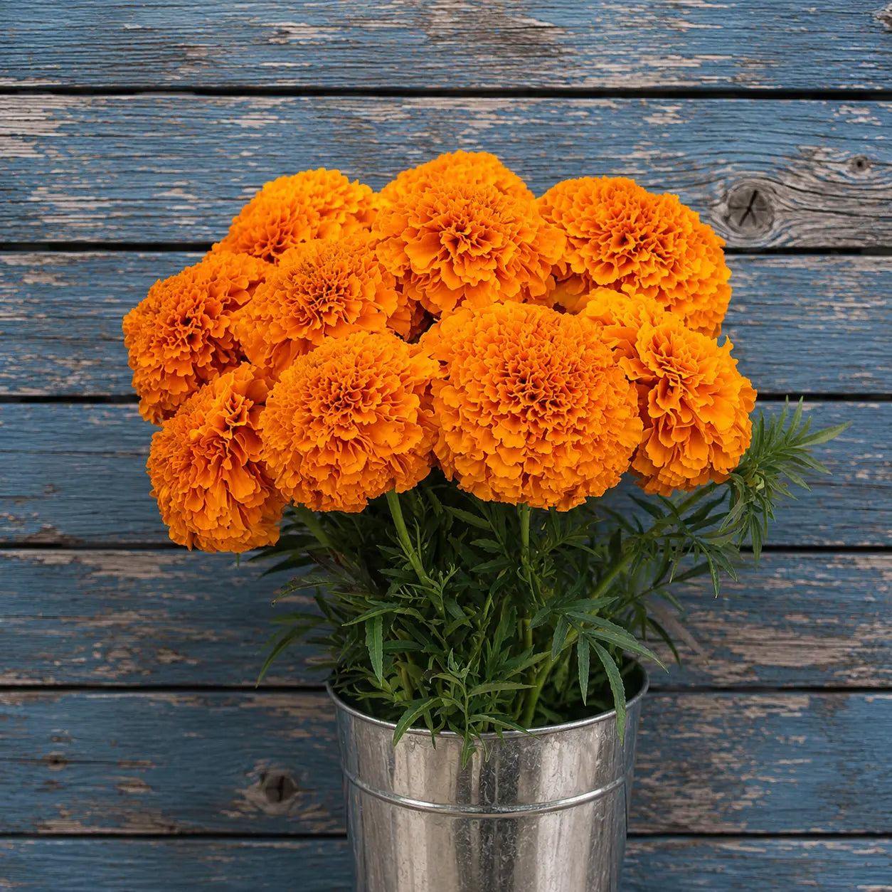 Marigold Naranja Tagetes Erecta Tall F1