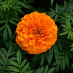 Marigold Naranja Tagetes Erecta Tall F1