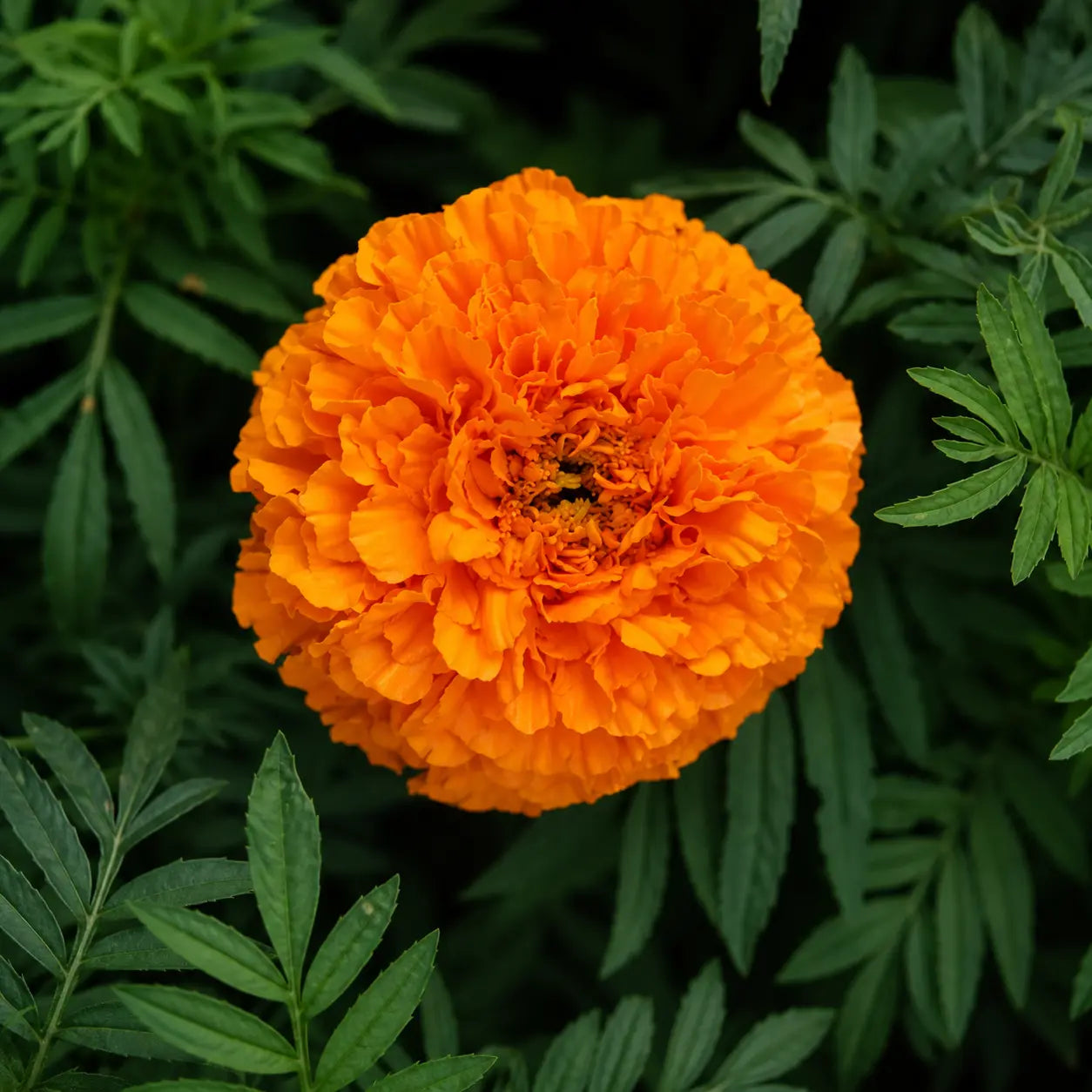 Marigold Naranja Tagetes Erecta Tall F1