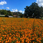 Marigold Naranja Tagetes Erecta Tall F1