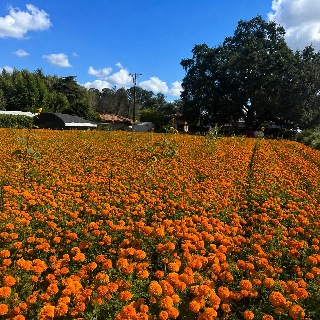 Marigold Naranja Tagetes Erecta Tall F1