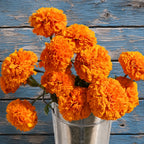 Marigold Naranja Tagetes Erecta Tall F1