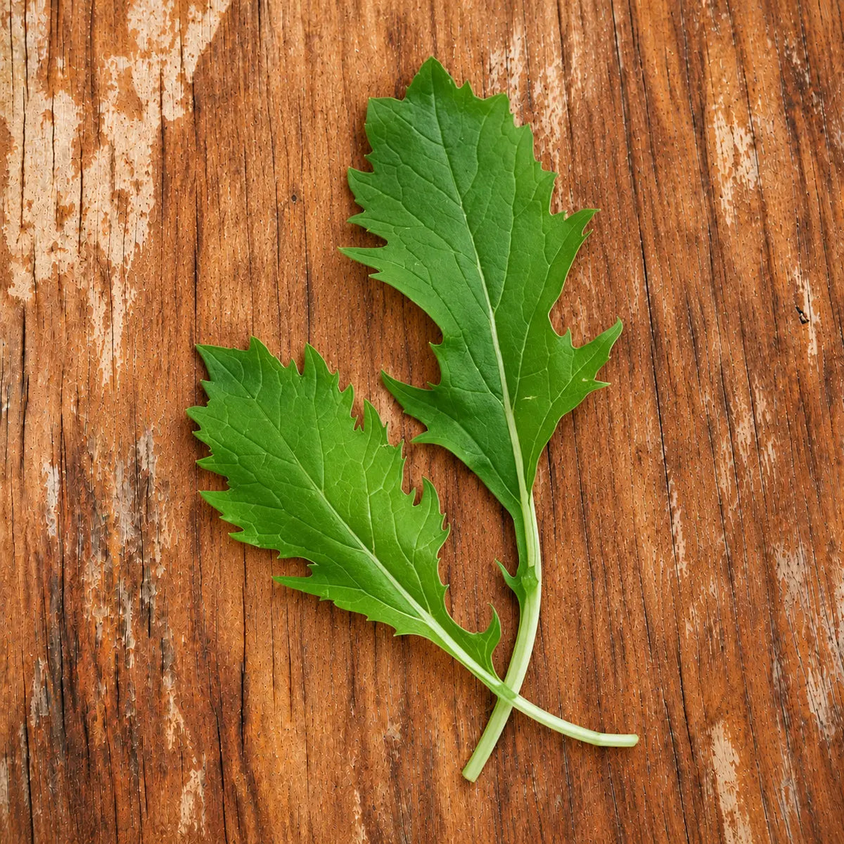 Mostaza Mizuna