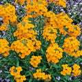 Caléndula de Menta Mexicana