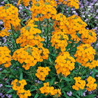 Caléndula de Menta Mexicana