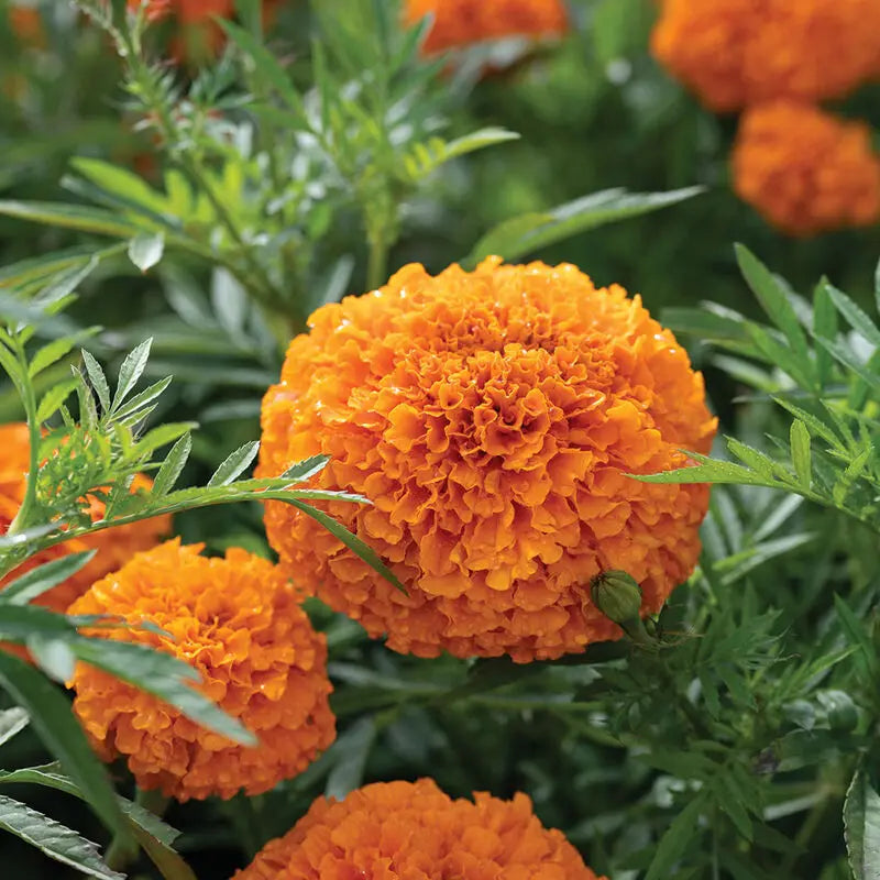 Marigold Coco™ Naranja Intenso