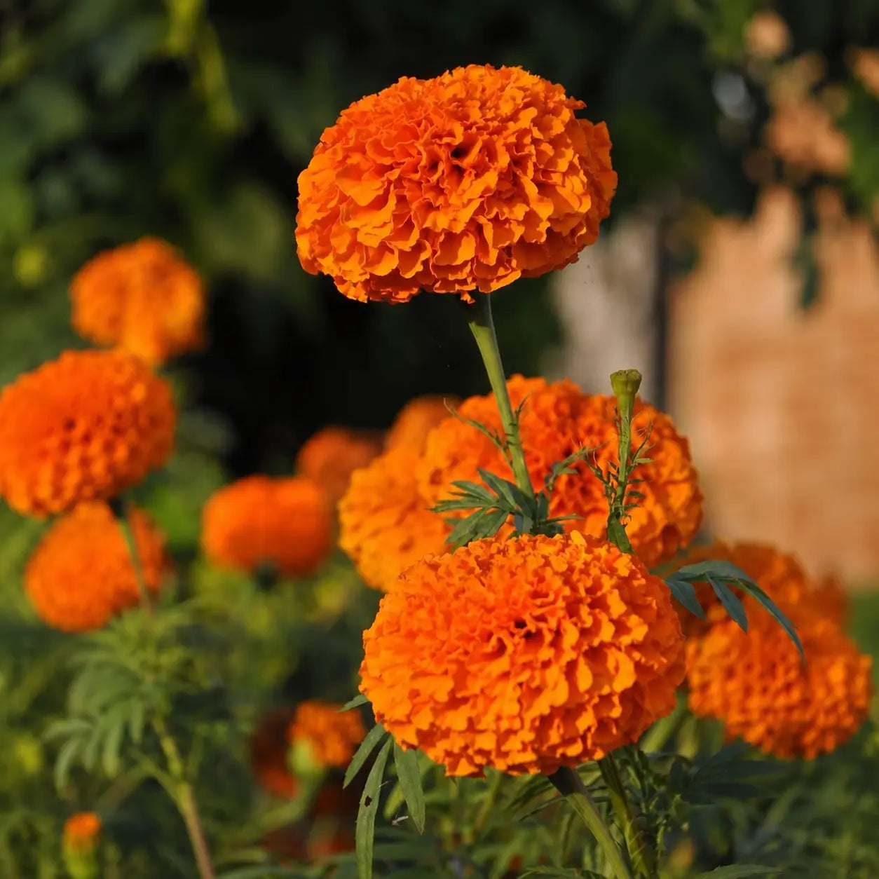 Marigold Coco™ Naranja Intenso