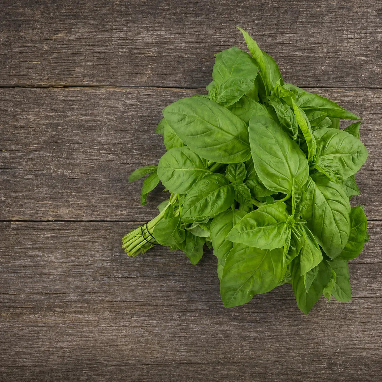 Albahaca Basil Nufar