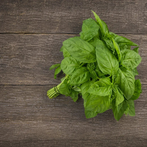 Albahaca Basil Nufar