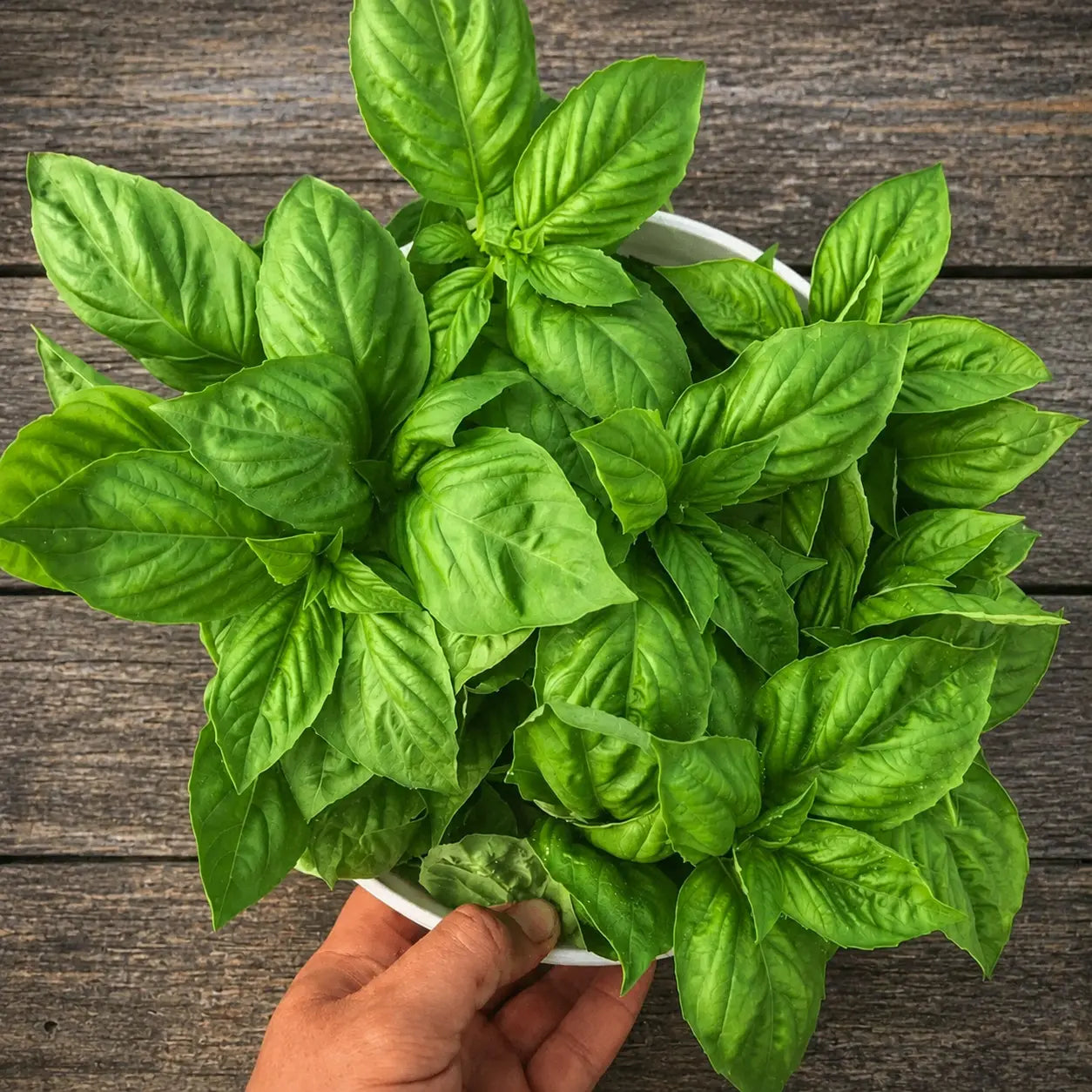 Albahaca Basil Nufar