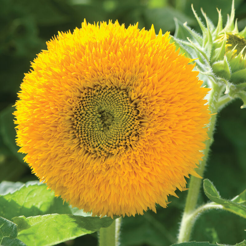 Girasol Oso de peluche