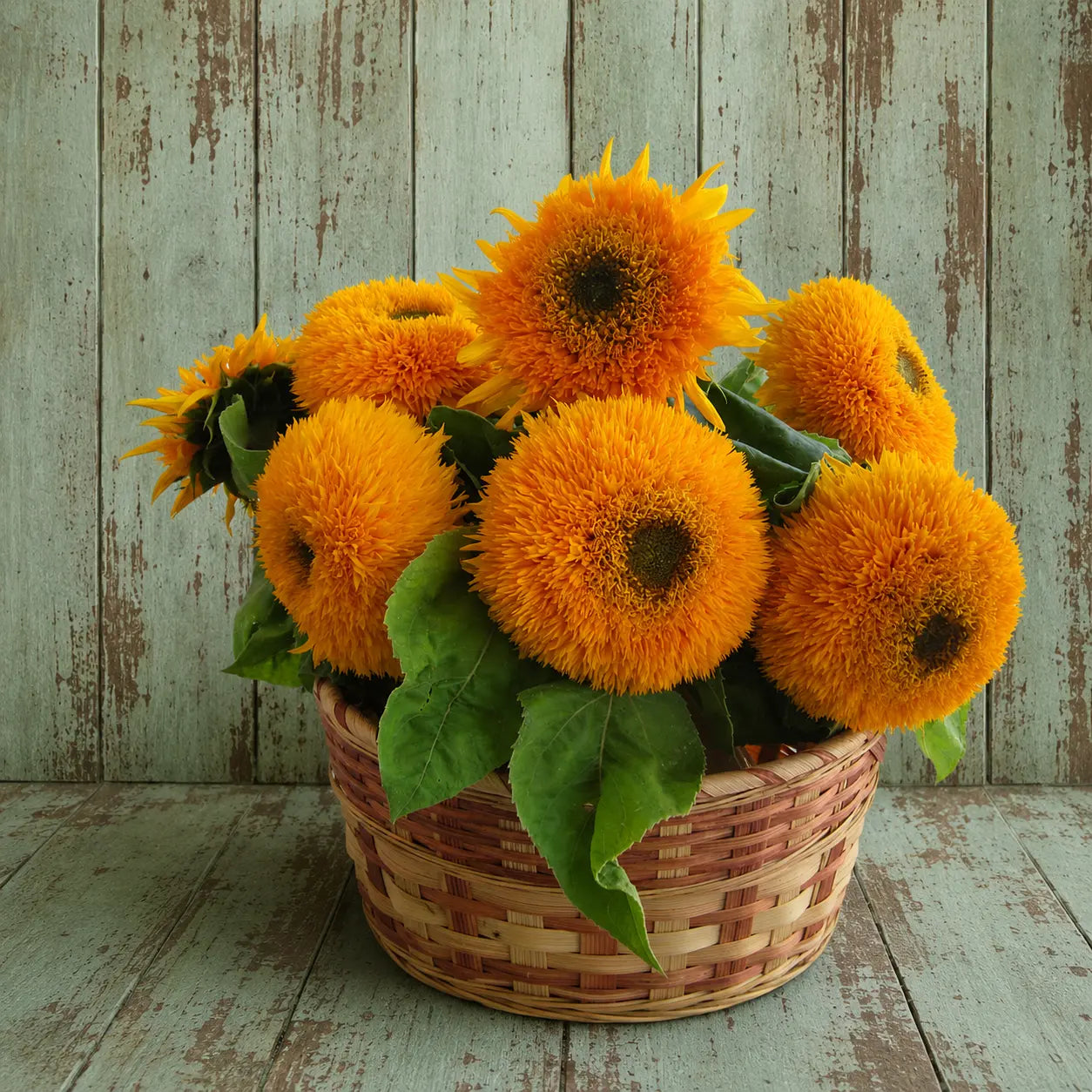 Girasol Oso de peluche